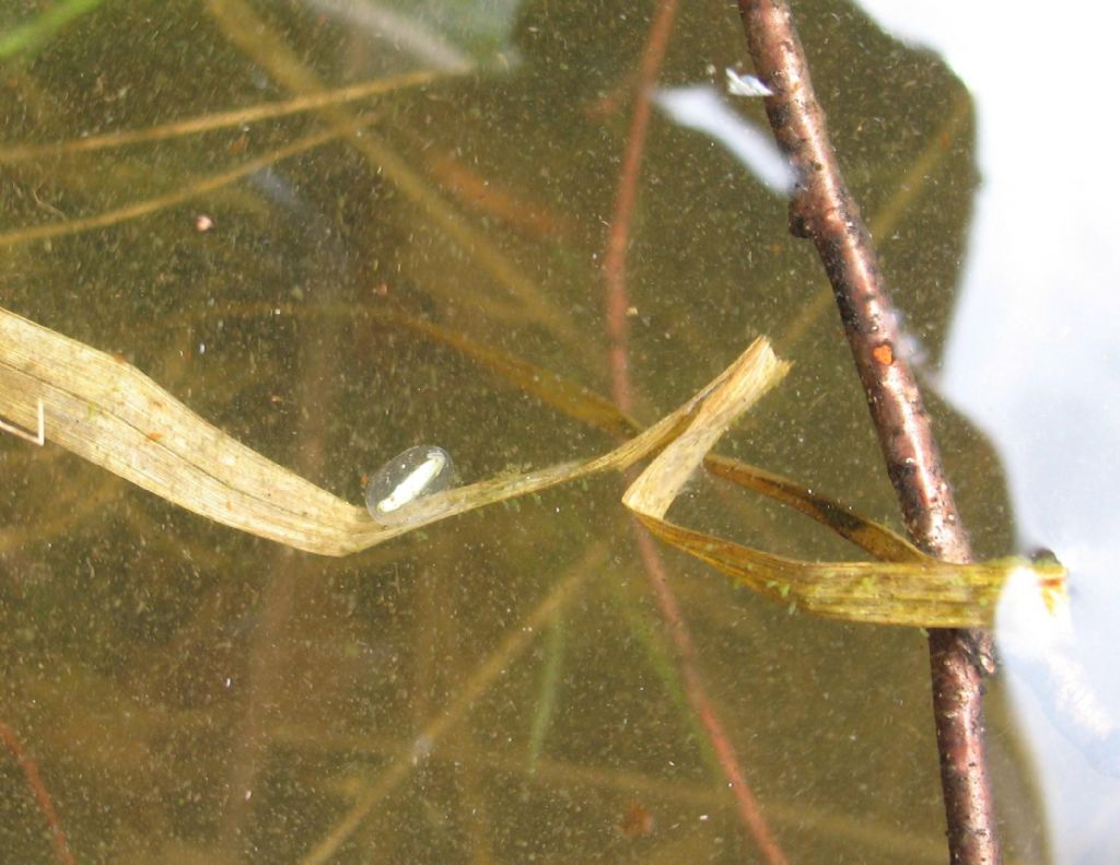 Uova di tritone alpestre? No, di rana verde Pelophylax sp.